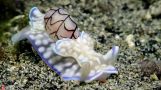 海蝴蝶，但其实是海蜗牛