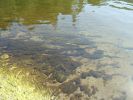 底栖藻垫（benthic algae,periphyton）