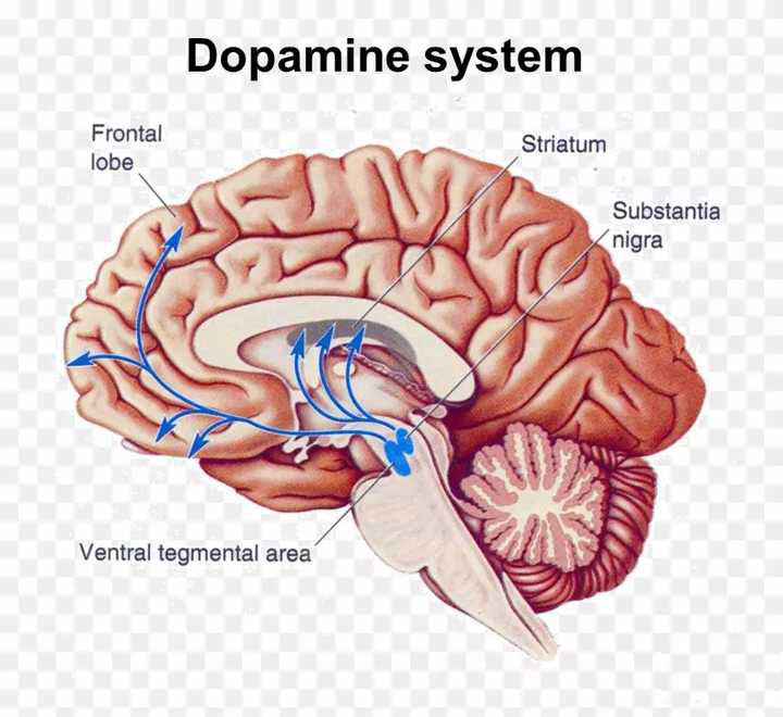多巴胺神经递质