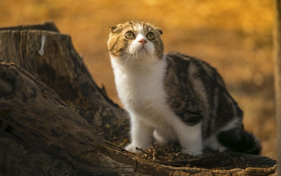 苏格兰折耳猫