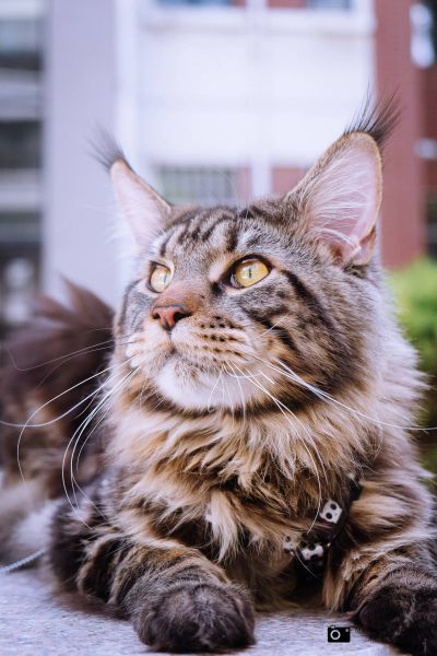 缅因猫
