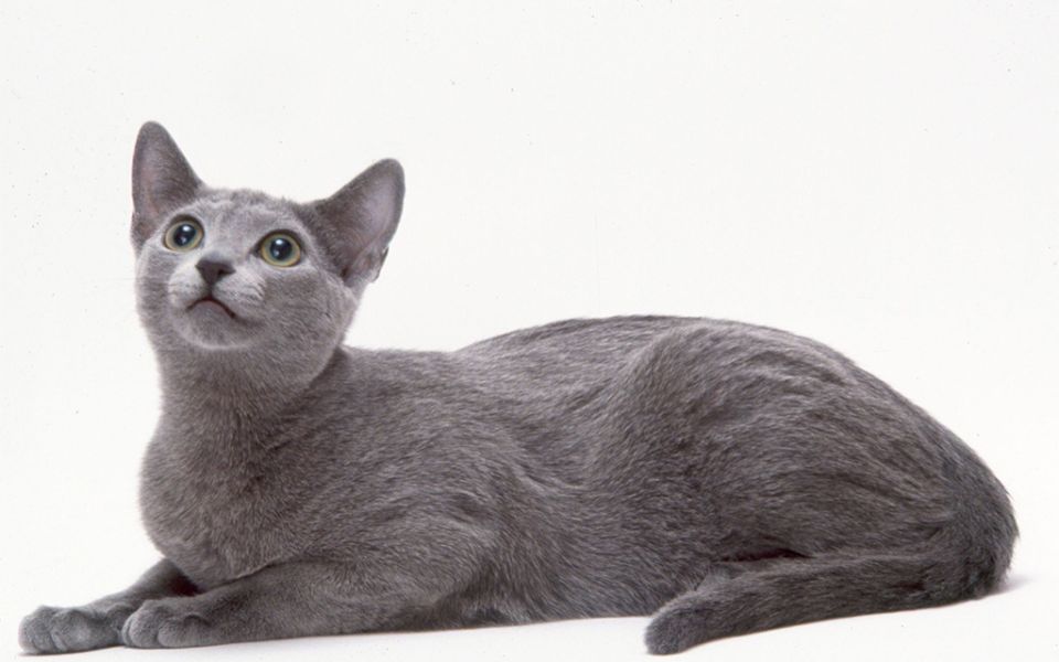俄罗斯蓝猫