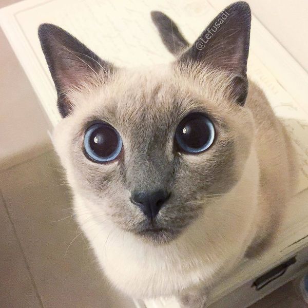 暹罗猫