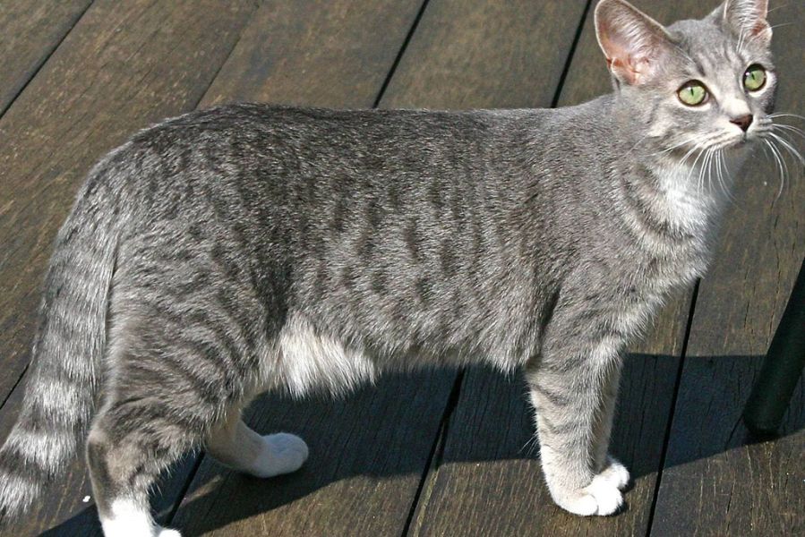埃及猫