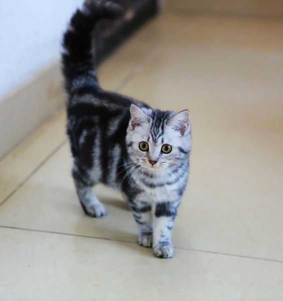 美国短毛猫
