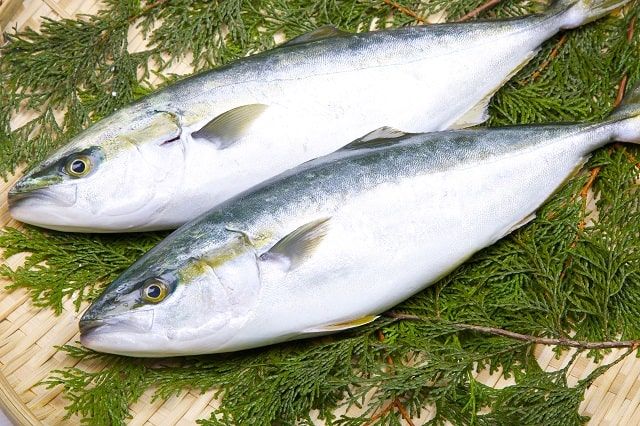 油甘鱼