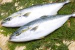 油甘鱼
