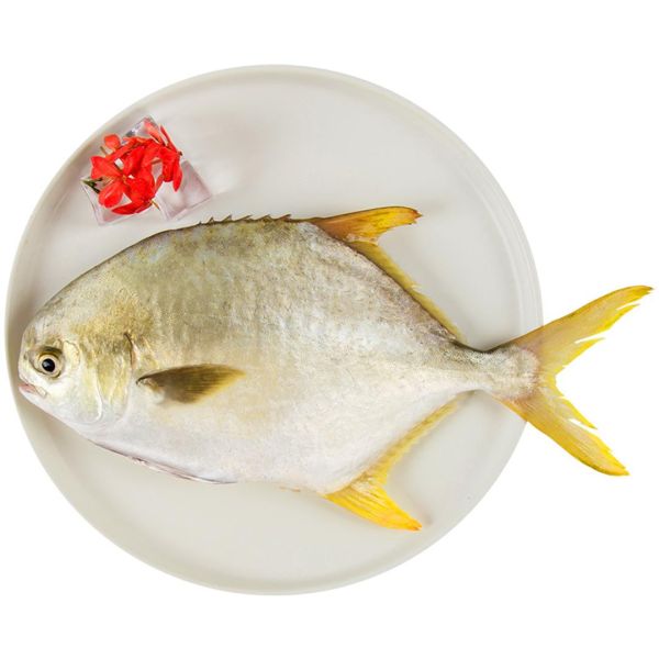 金鲳鱼