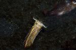博比特虫 Bobbit worm