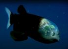 桶眼鱼（拉丁学名：Pacific Barreleye）