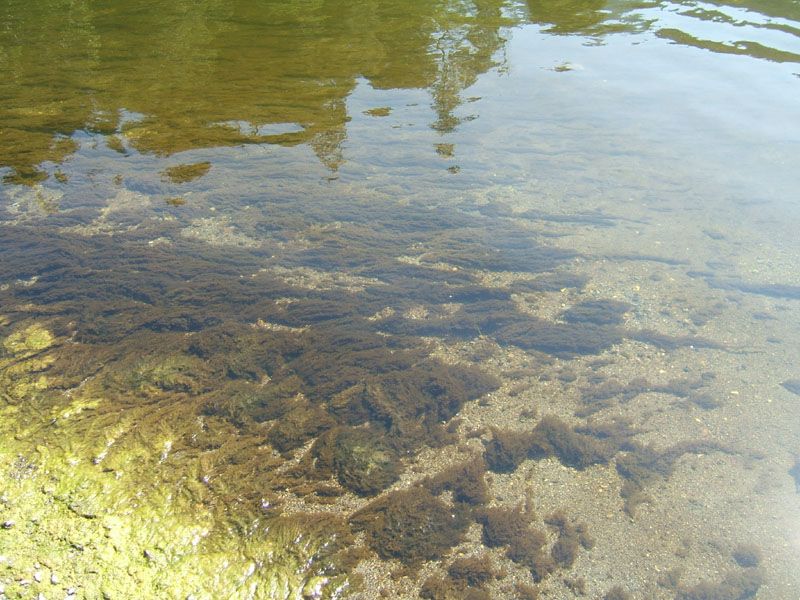 底栖藻垫（benthic algae,periphyton）
