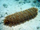 海参（Sea Cucumber）