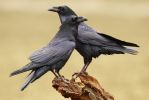 渡鸦（拉丁学名为Corvus corax）