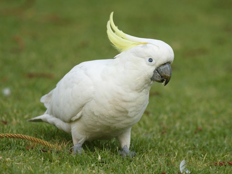 小巴丹鹦鹉（学名：Cacatua sulphurea ）