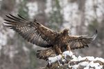 老鹰（学名：Aquila）