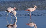 火烈鸟 Phoenicopteridae