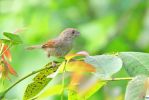 灰喉鸦雀 Paradoxornis alphonsianus 