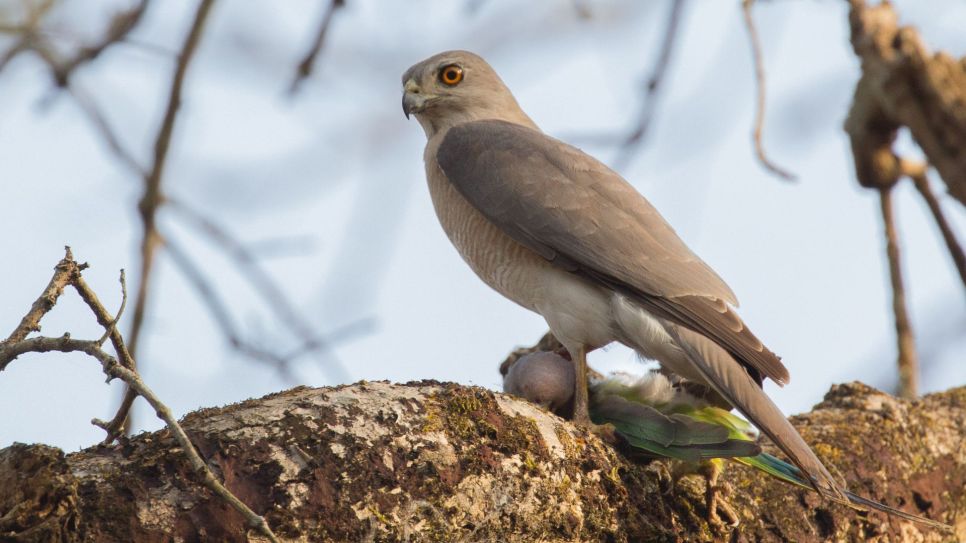 褐耳鹰 Accipiter badius