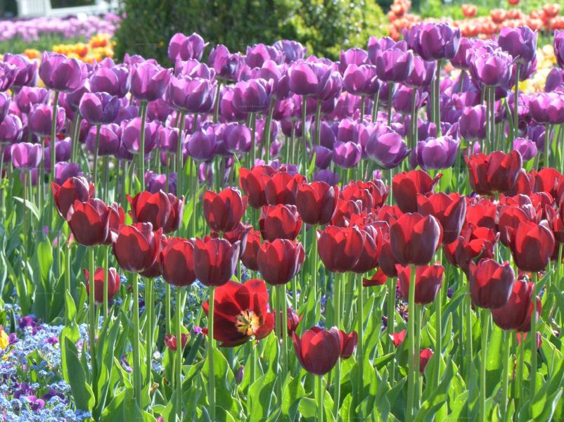 郁金香 Tulipa gesneriana L.