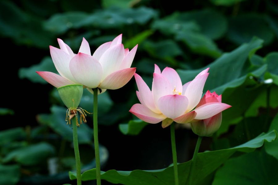 荷花