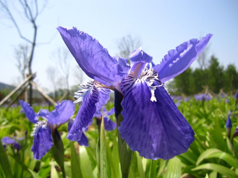 香根鸢尾