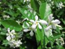 茉莉花