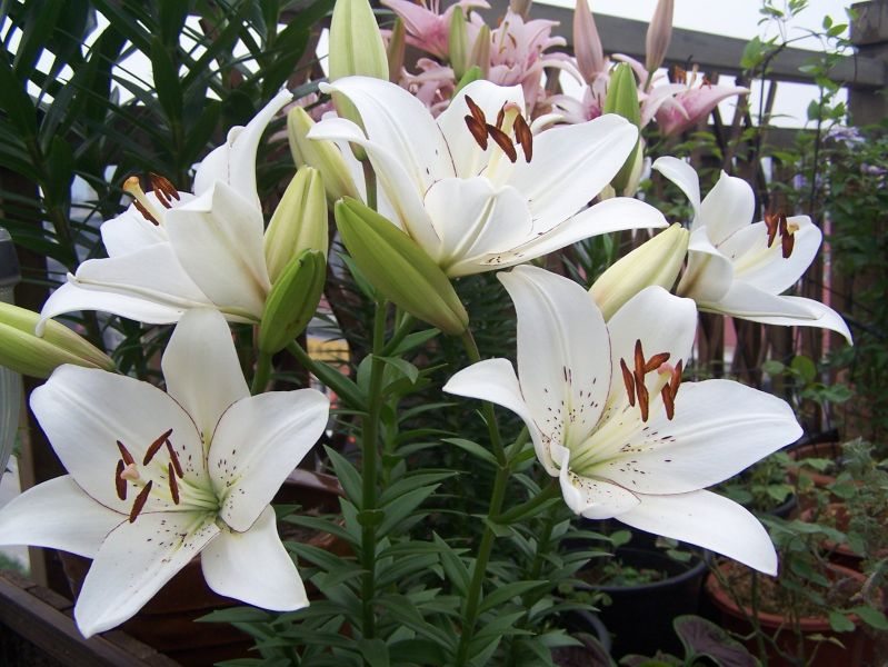 白百合