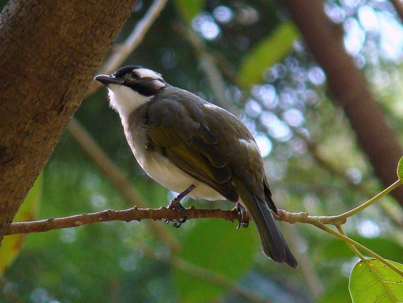 白头鹎（bei）（Pycnonotus sinensis）